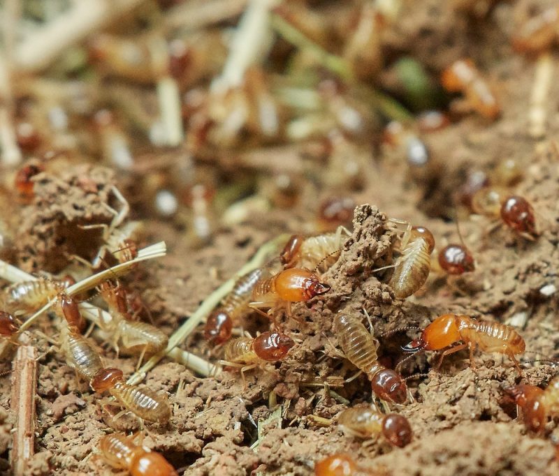 Termites in Queanbeyan