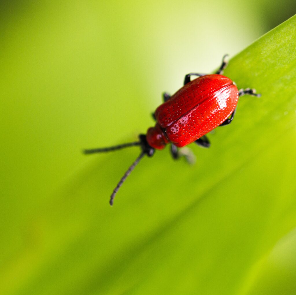 the-most-effective-method-to-get-rid-of-carpet-beetles